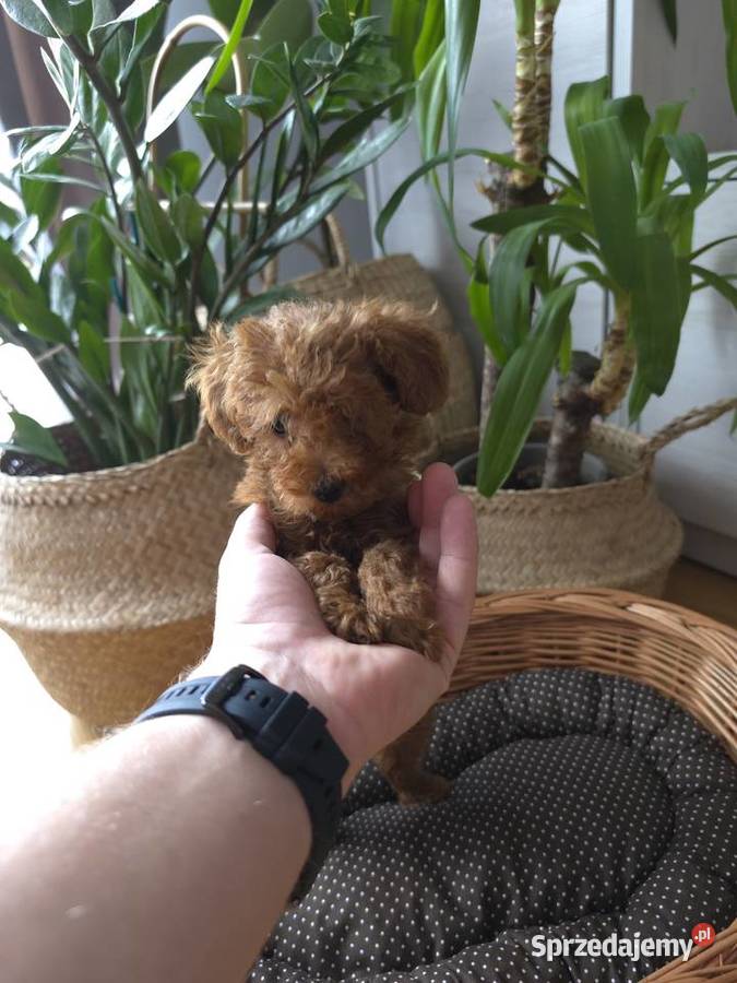 Pudel Toy suczka rodzice z badaniami Pozostałe wielkopolskie Koninko