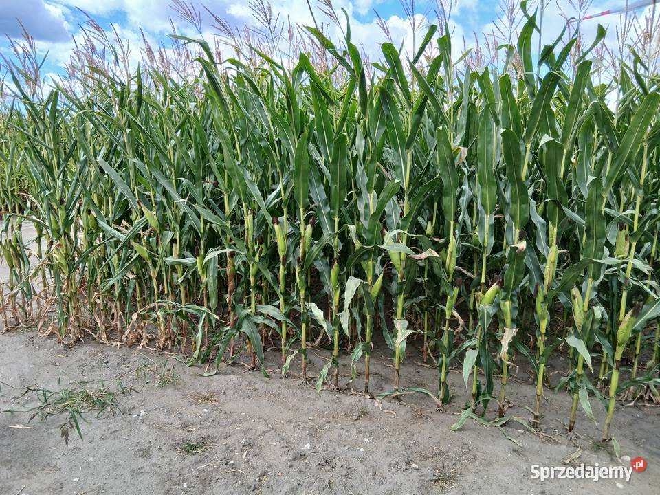 Sprzedam kukurydzę na kiszonkę kujawsko-pomorskie sprzedam