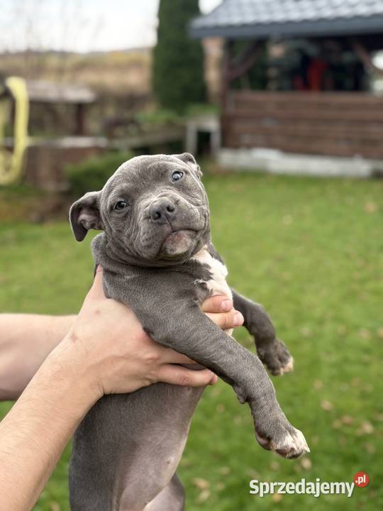 Amstaff Amstaff Kielce