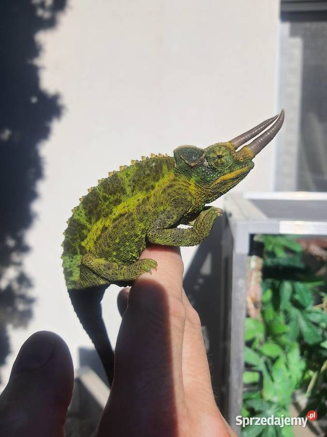kameleon jacksona kujawsko-pomorskie Lubień Kujawski