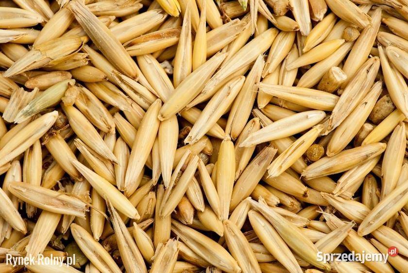 Sprzedam ładny owies 650 tona Białobrzegi-Kolonia