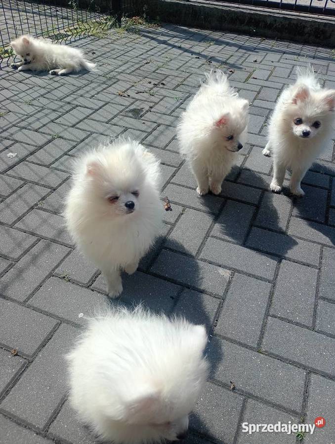 Szpic miniaturowy Pomeranian Łowicz