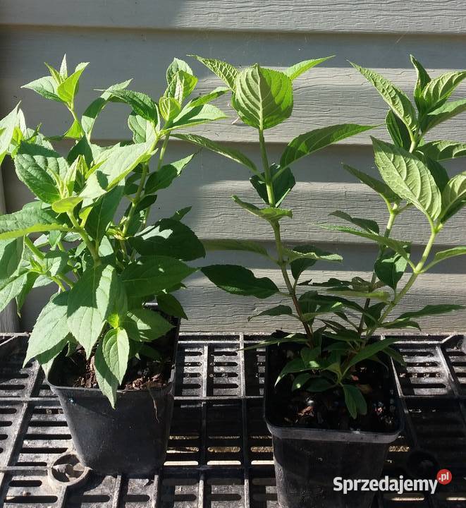 Hortensja bukietowa sadzonki 3 odmiany Lublin