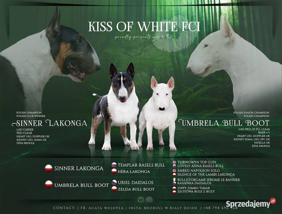 bullterier standardowy Pozostałe pomorskie Gdynia