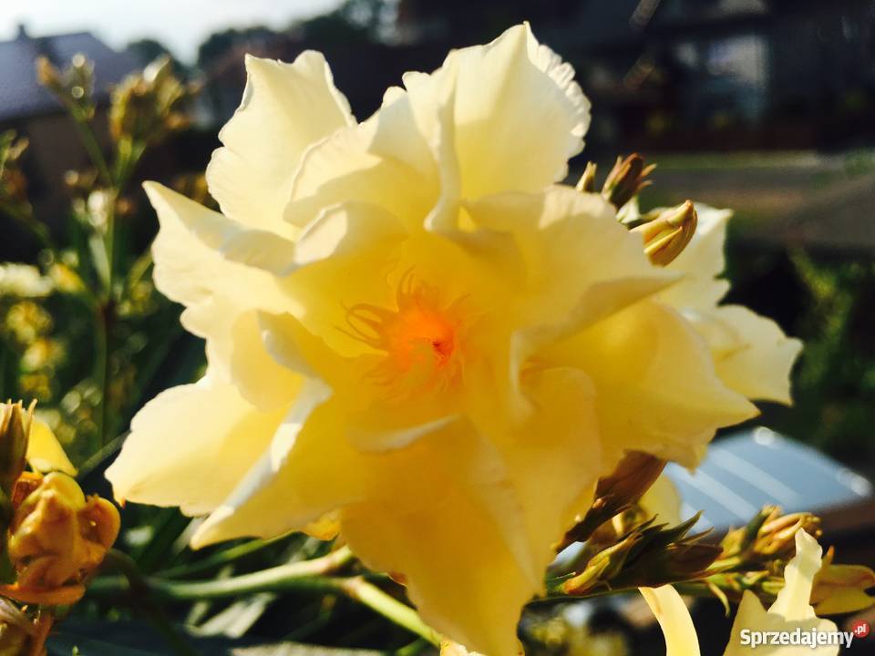 Złoty oleander Brzeźnica