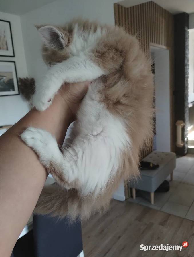 Kocurki kremowe z białym Karszanek sprzedam