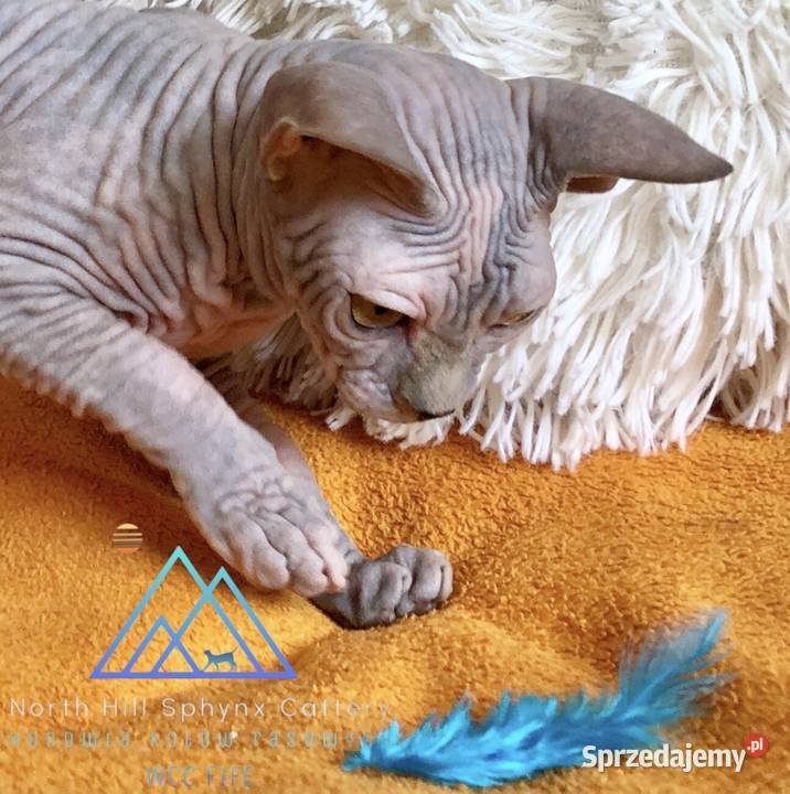 FPL kotka niebieska szylkret sfinks kanadyjski Sosnowiec