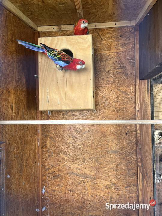 Rozella białolica para Ptaki Otwock