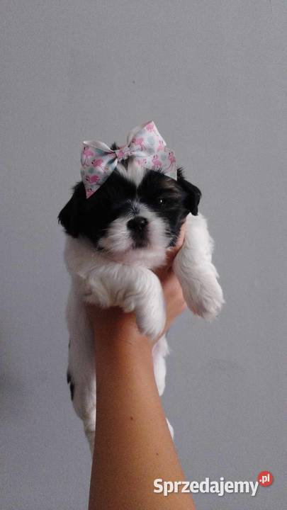 Szczeniaki Shih tzu Słomniki sprzedam