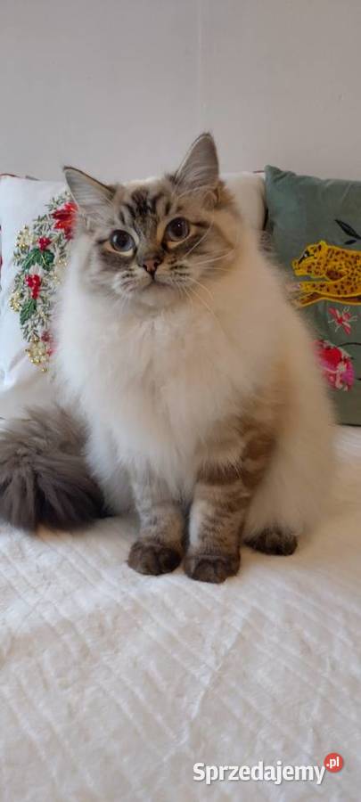 Kocurek ragdoll 2 letni Wrocław