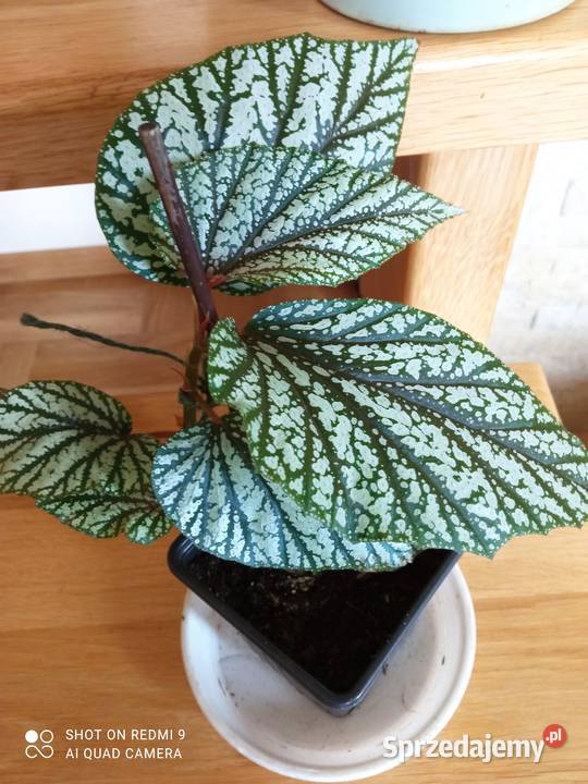 Begonie moje begonie Białystok