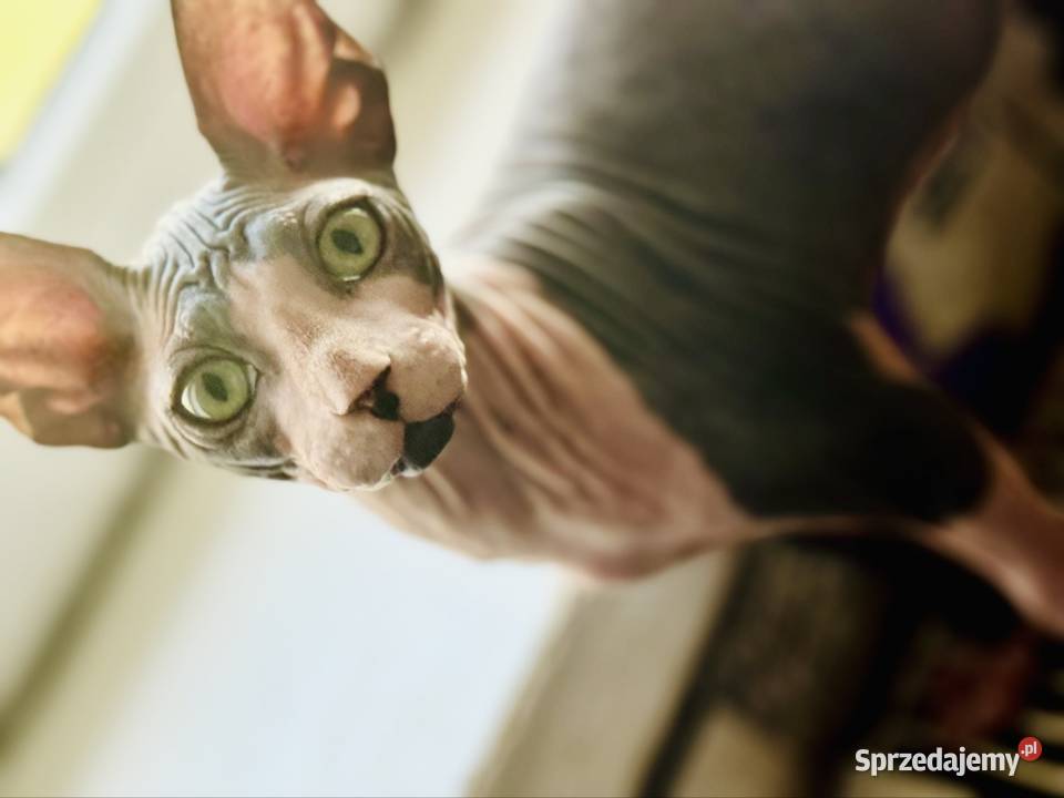 Sfinks kanadyjski Grodzisk Mazowiecki sprzedam