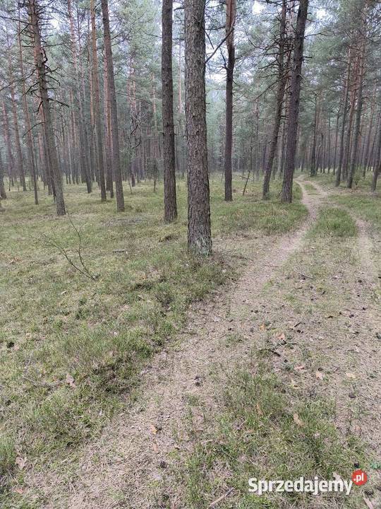 Sprzedam działkę leśną las