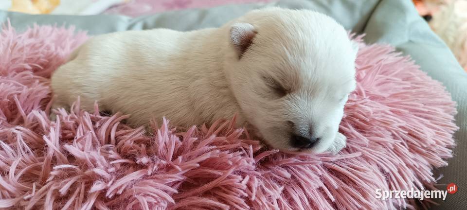 West Highland White Terrier ZKwP sprzedam