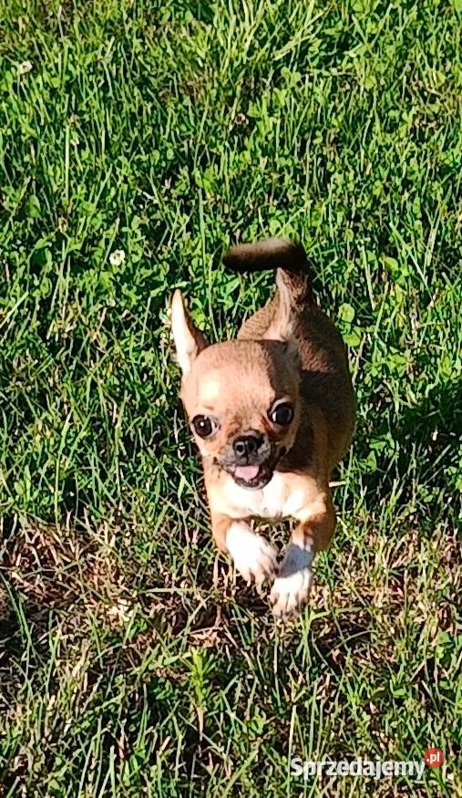Przepiękna Laleczka Chihuahua Gotowa Do Odbioru wielkopolskie Ciszkowo