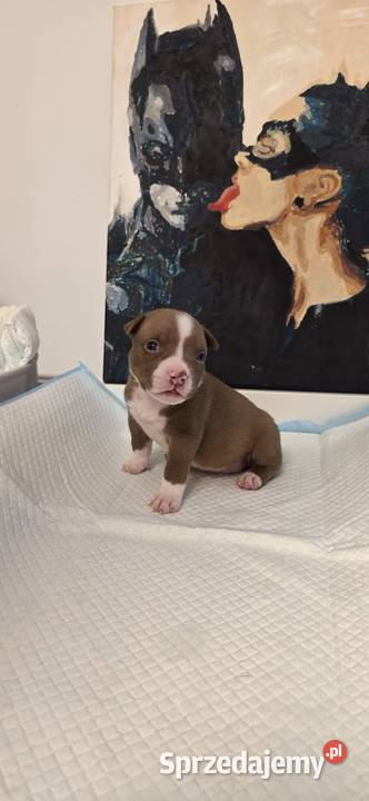 Śliczne szczenięta American Bully Pocket zdrowe pomorskie Gdańsk