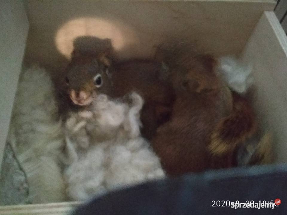 Sprzedam wiewiórki Hudsona ręcznie karmione