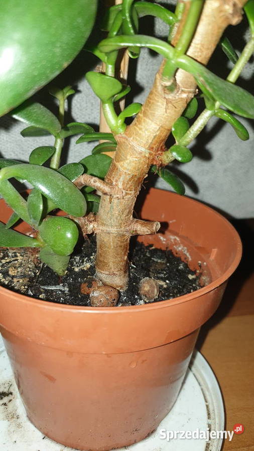 Grubosz crassula ovata drzewko szczęścia 3 mazowieckie Warszawa