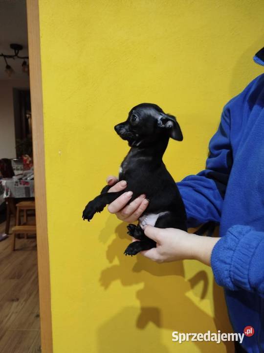 Piesek pinczerek mazowieckie Warszawa