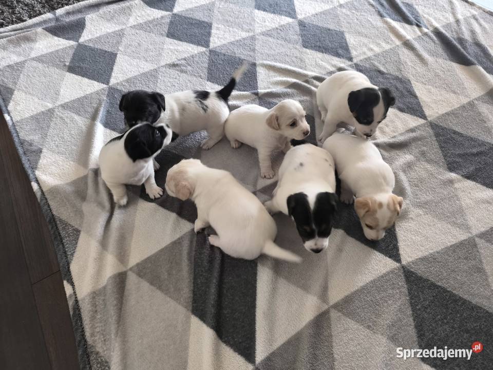 Jack Russell Terrier