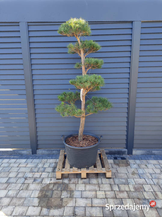 Sosna 9 formowana Bonsai ogrodowe Niwaki Iglaste śląskie sprzedam