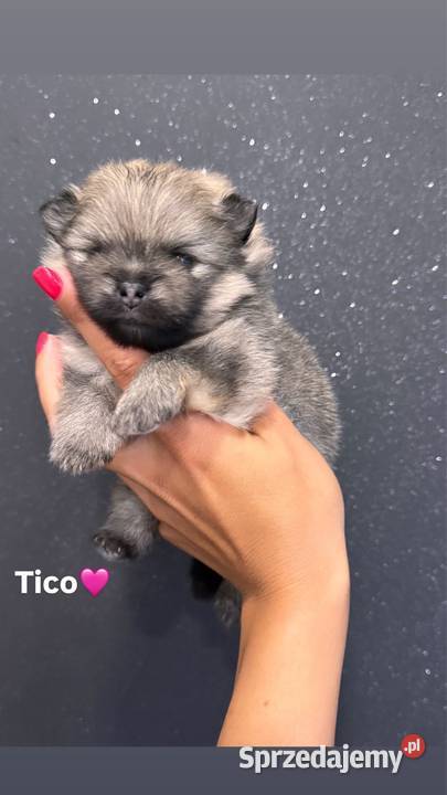 Szpic miniaturowy Pomeranian samiec MIŚ Szpic miniaturowy sprzedam
