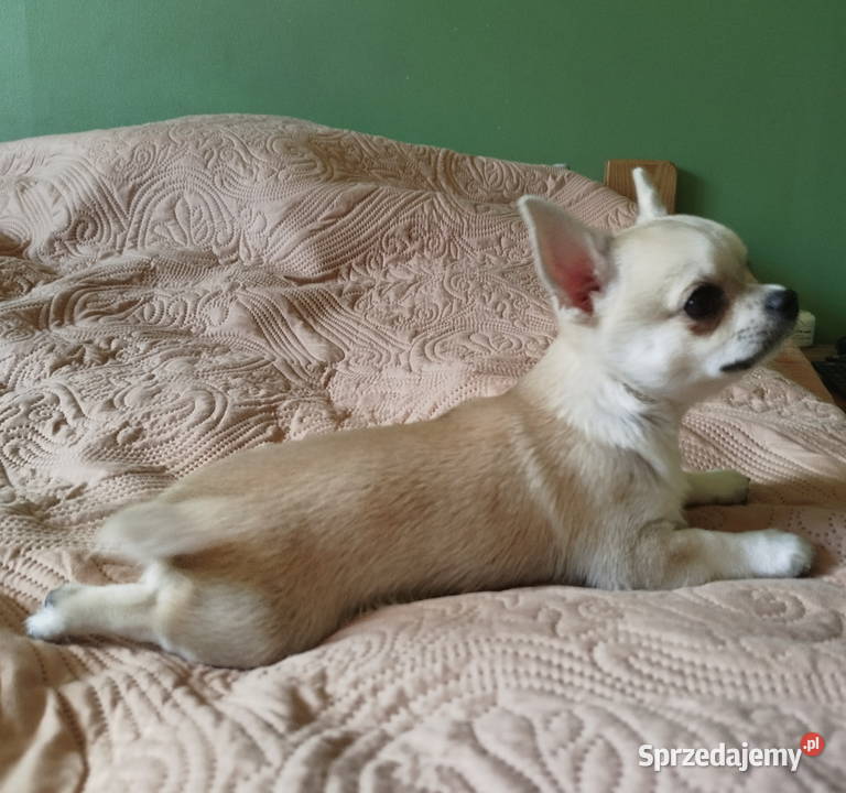 Chihuahua maleńki piesek