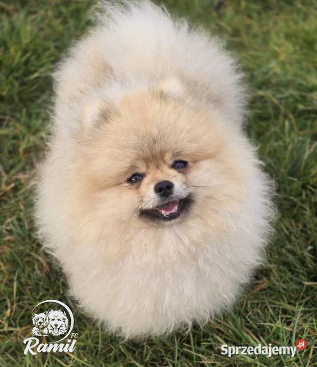 Pomeranian szpic miniaturowy zkwp FCI Piątkowisko