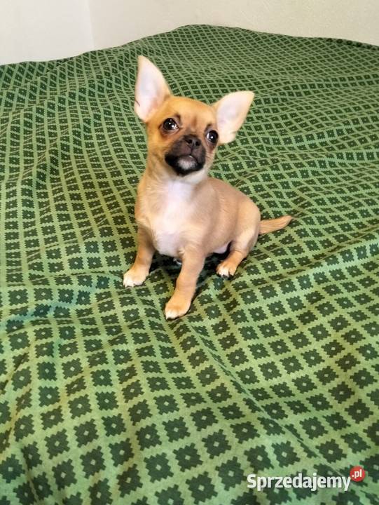 Biszkoptowa chihuahua Konin