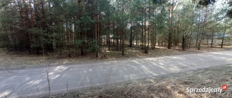 OKAZJA Prywatny las 162 ha 1h 15 min Warszawy sprzedam