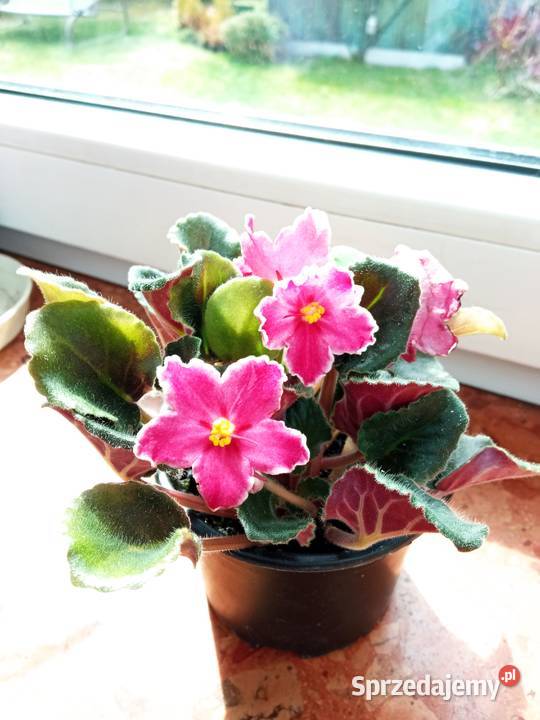 Piękny duży fiołek obficie kwitnący czy patyczak Białystok