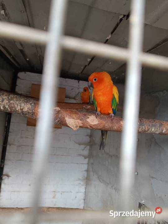 Konury słoneczne Ptaki wielkopolskie Rawicz