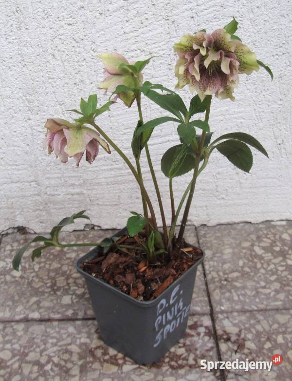 CIEMIERNIK WSCHODNI DOUBLE ELLEN PINK SPOTTED Ustronie