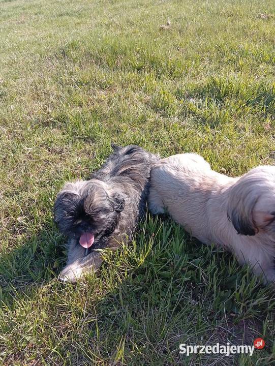 Śliczne shih tzu Szczerców