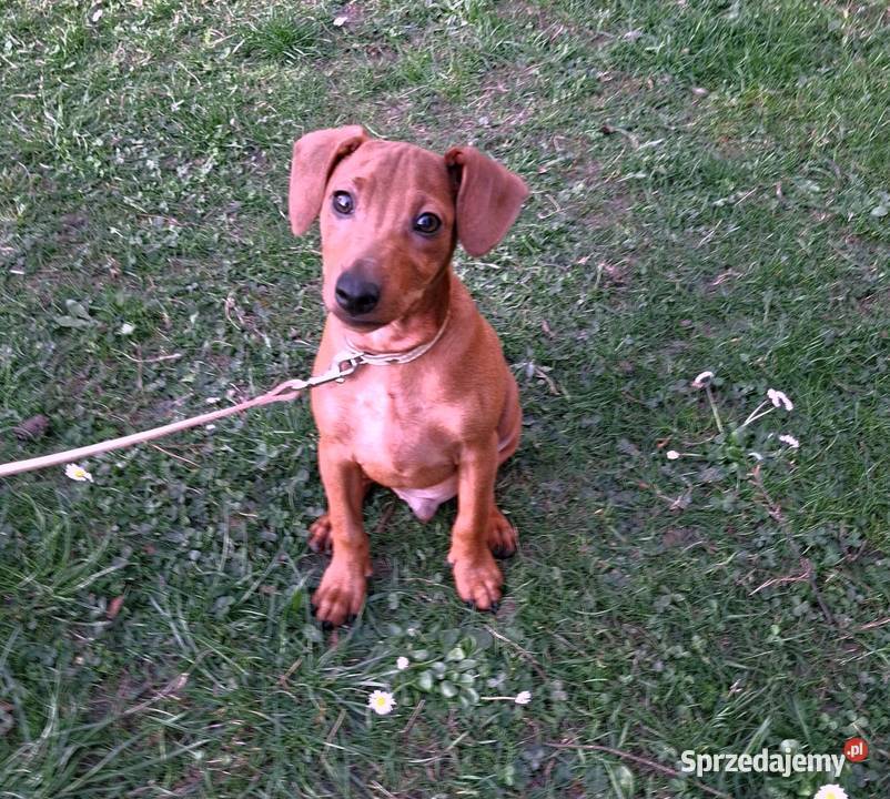 Pinczer pinczery pinczerki miniaturowe z Chojnice