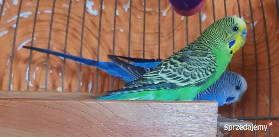 Papugi fliste para Lwówek Śląski