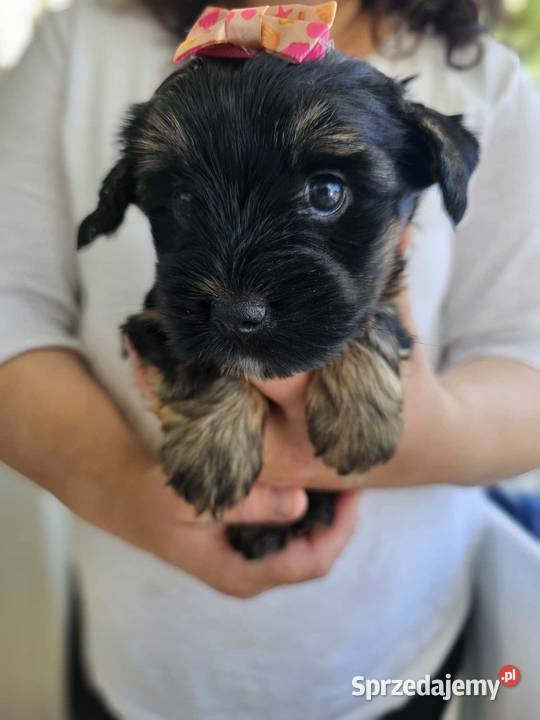 Mini Dziewczynka York z Rodowodem BLACK Częstochowa