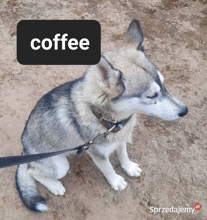 Dostępne suczki rasy Syberian husky Reda sprzedam