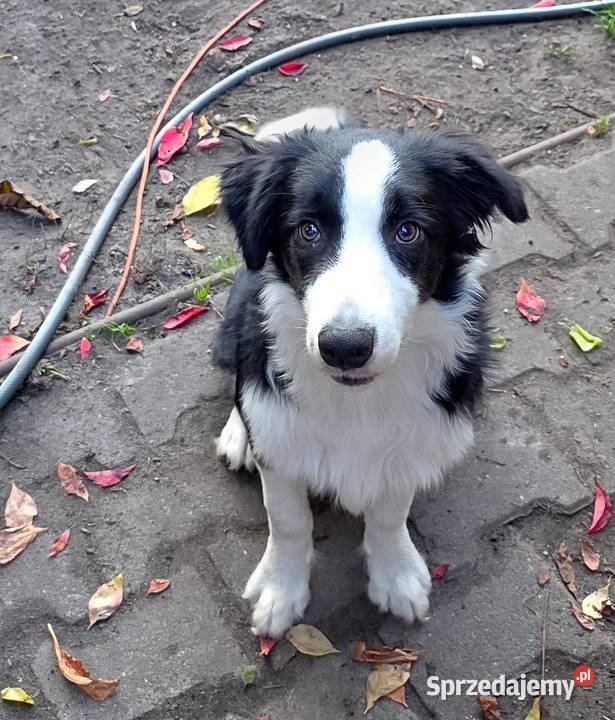 Piękny piesek border collie 5 miesięczny Łódź sprzedam