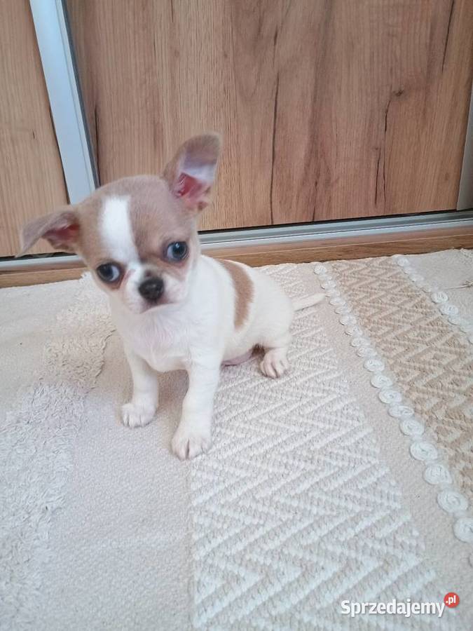 Chihuahua chłopczyk Bursztyn chip rodowód Chihuahua Kleszczów