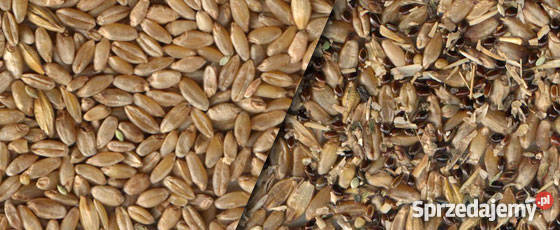 Sortownik optyczny SmartSort Poznań