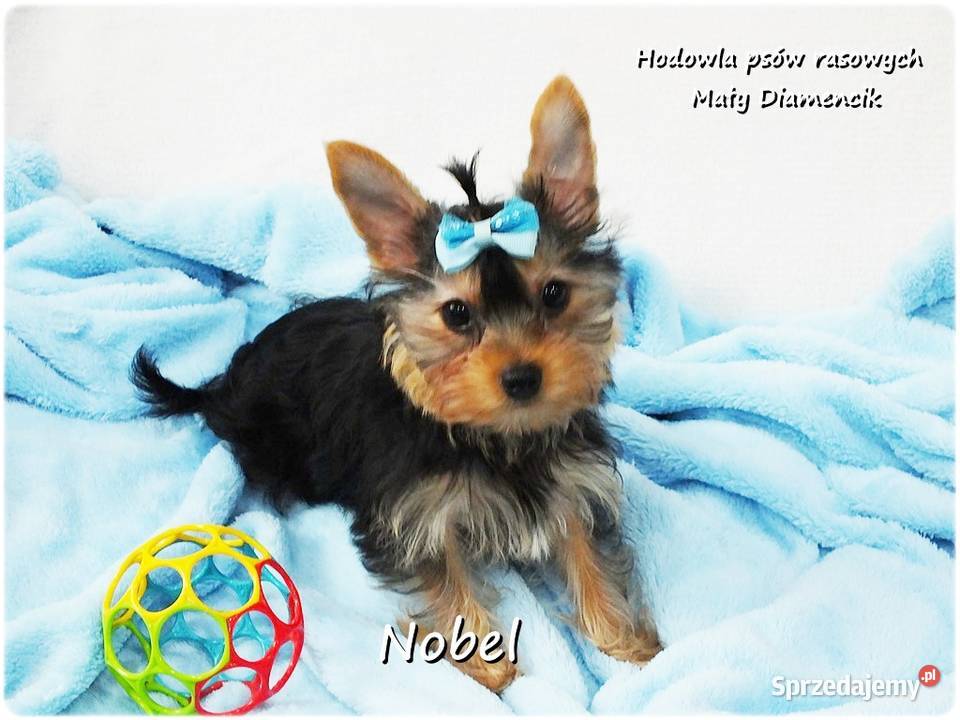 Yorkshire Terrier Malutki Mini Piesek NOBEL z Żary
