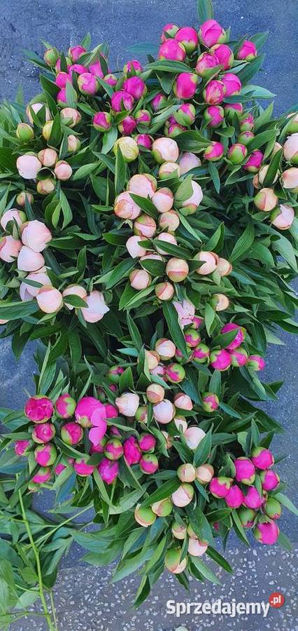 Piwonia peonia różne kolory hurt detal mazowieckie Warszawa