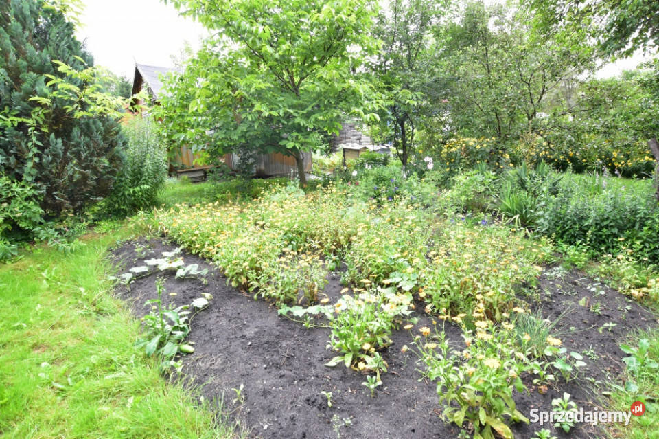 Działka rekreacyjna ROD RAi z domkiem 300m2 Warszawa