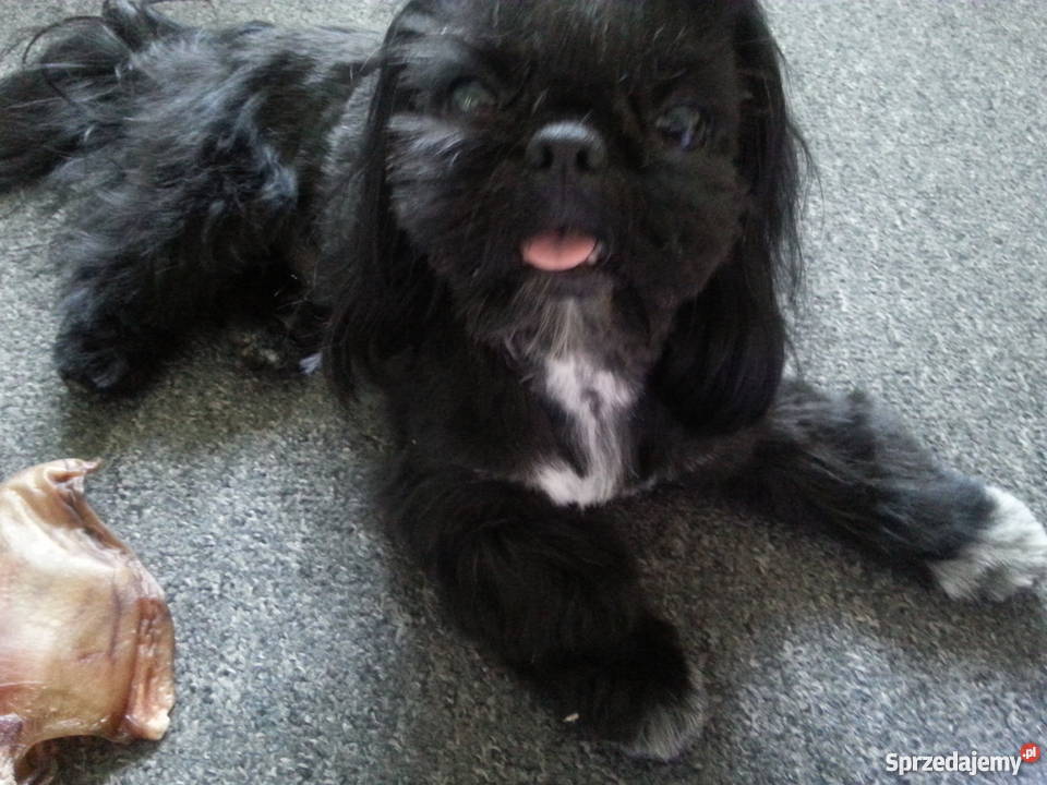 shihtzu DO 4 Psy Świecie