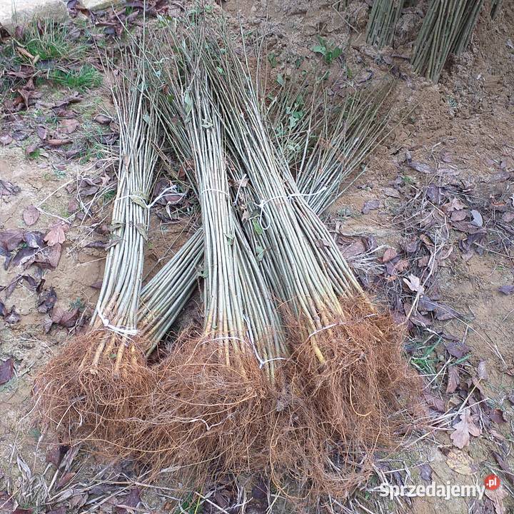 Podkładka pod drzewka owocowe Radomyśl Wielki