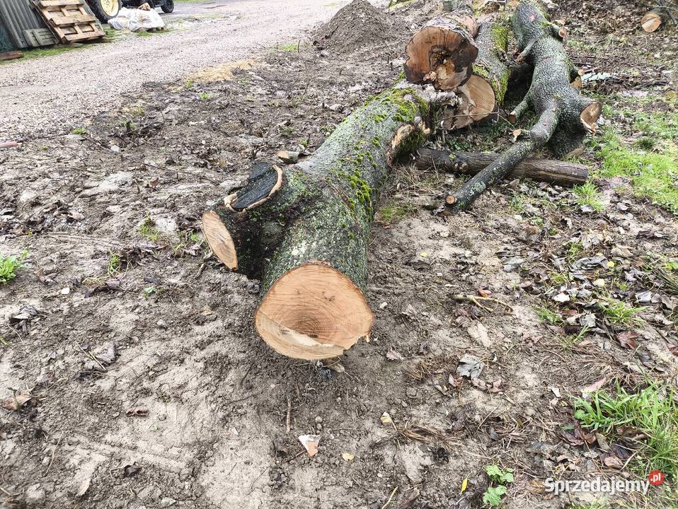 Sprzedam jesion klon w kłodach świętokrzyskie sprzedam