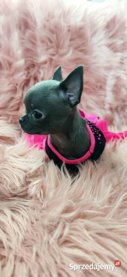 Gotowa Do OdbioruNiebieska Mini Chihuahua Chihuahua Ciszkowo
