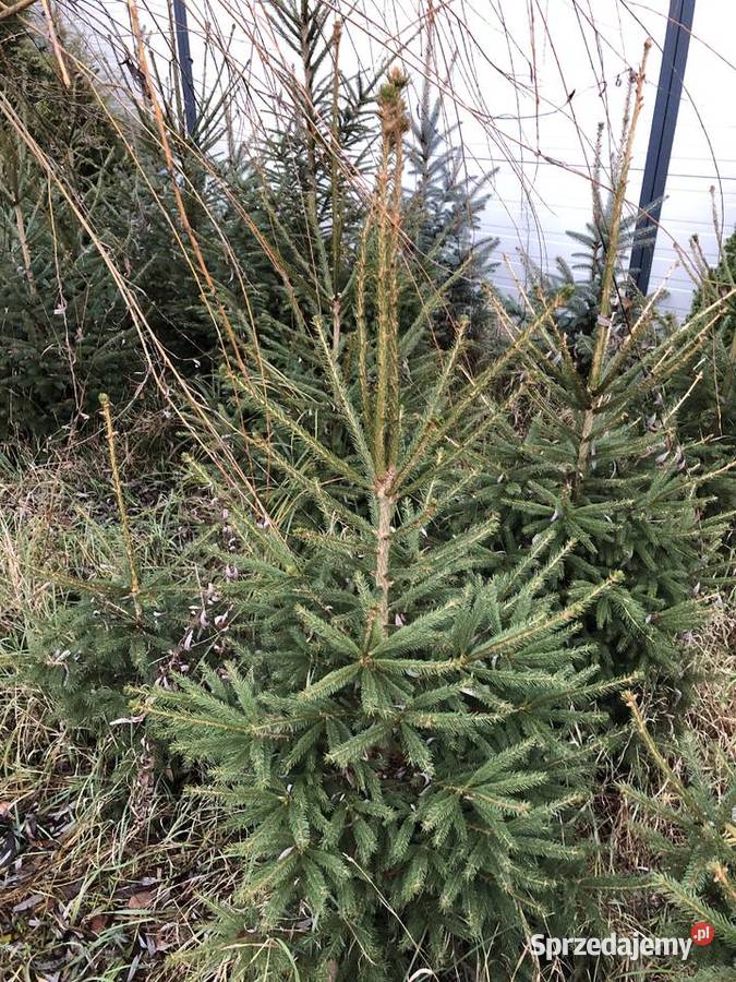 Choinki Jodła kaukaska świerk pospolity Radom sprzedam