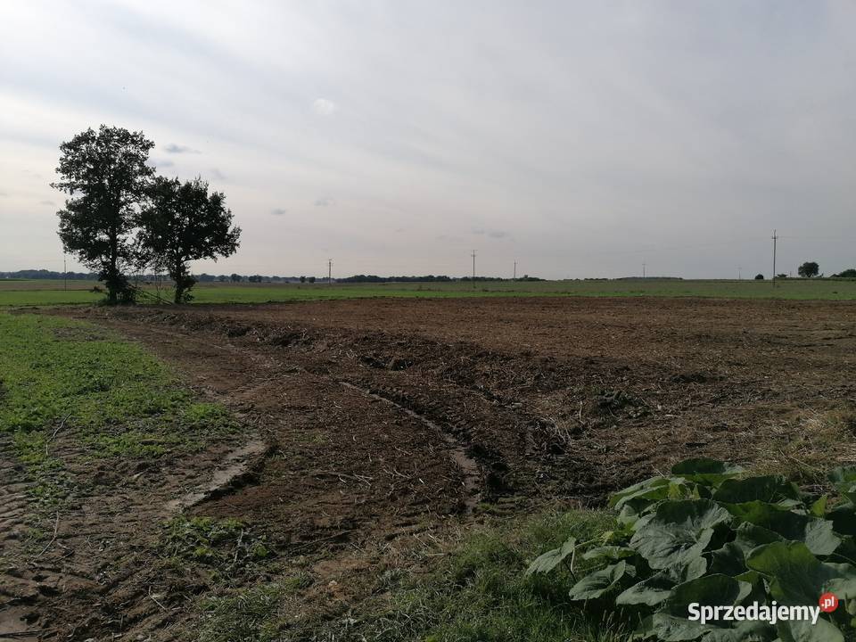 Mulczer leśny mulczowanie karczowanie Żytniów